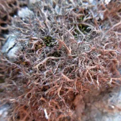 Hanging Fringe Lichen thumbnail 4
