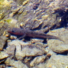 Threespine Stickleback thumbnail 3