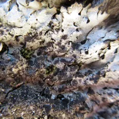 Homostegia piggotii thumbnail 4