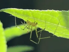 White Long-legged Cobweaver thumbnail 4