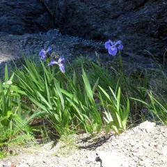 beach-head iris thumbnail 4