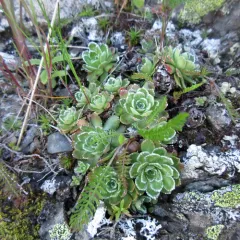 Livelong Saxifrage thumbnail 4
