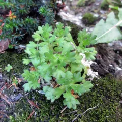 tufted saxifrage thumbnail 3