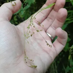 Small-flower Woodrush thumbnail 1