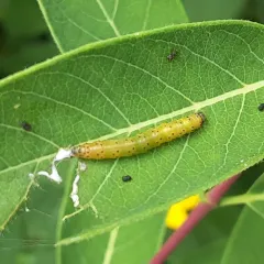 Dogbane Saucrobotys Moth thumbnail 3