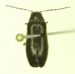 Pitchblack Soft-bodied Beetle thumbnail 2
