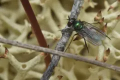Argyra nigriventris thumbnail 1