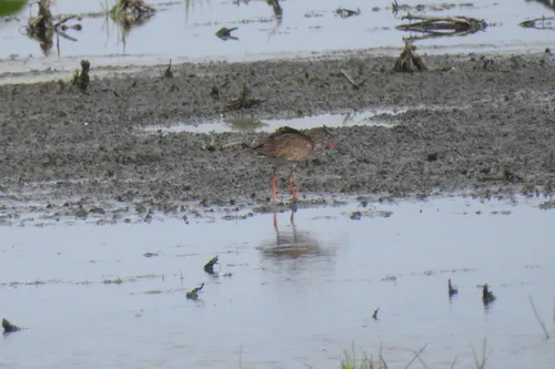 Common Redshank