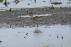 Common Redshank thumbnail 1