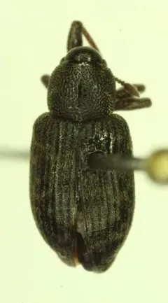 Pale-spotted gray weevil thumbnail 4