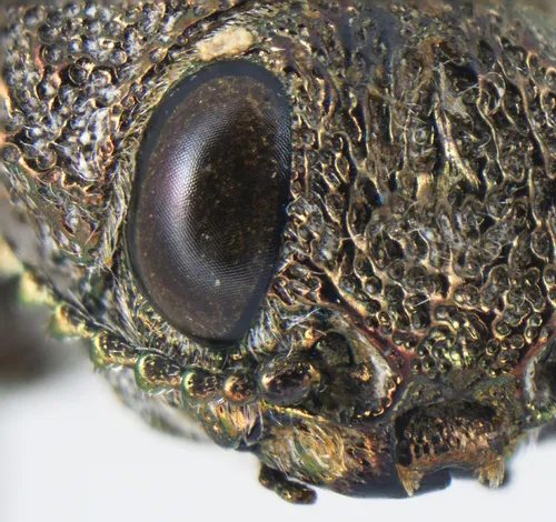 Dicerca hesperoborealis