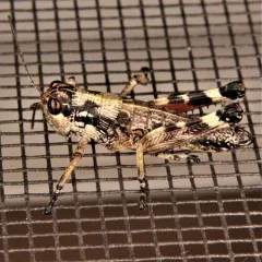 Post Oak Grasshopper thumbnail 3