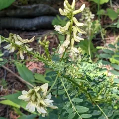 Cooper's Milkvetch thumbnail 1