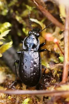 Blethisa quadricollis thumbnail 3