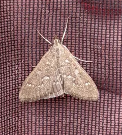 Mecyna mustelinalis thumbnail 1