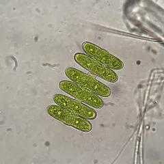 Spondylosium pulchrum thumbnail 2