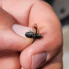 Black Deer Fly thumbnail 2