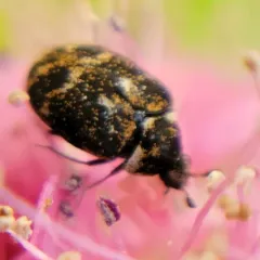 Museum Beetle thumbnail 2