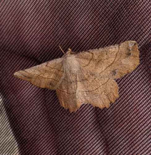 Euchlaena mollisaria