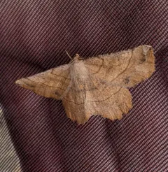 Euchlaena mollisaria thumbnail 1
