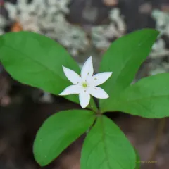Arctic Starflower thumbnail 2