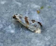 Smeathmann's Aethes Moth thumbnail 4