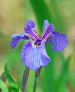 Beach-head Iris thumbnail 4