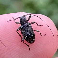 Astylidius parvus thumbnail 3