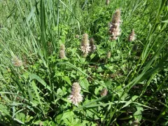 Horse Mint thumbnail 2
