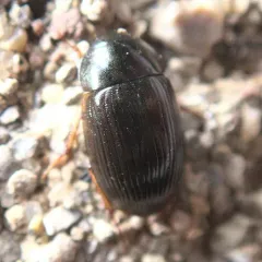 Hydrobius fuscipes thumbnail 3