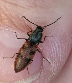 Stropenron nigricollis thumbnail 1