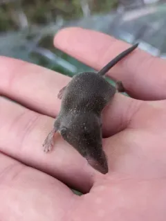 Smoky Shrew thumbnail 3