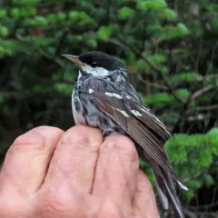 Blackpoll Warbler thumbnail 3