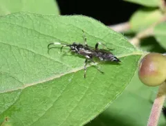 Coelichneumon navus thumbnail 2