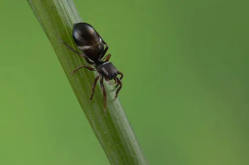 Synageles canadensis