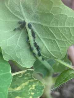 Black Bean Aphid thumbnail 4