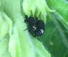 Pitted Hidden Snout Weevil thumbnail 3
