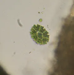 Stauridium tetras thumbnail 4