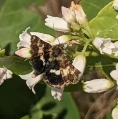 Schinia perminuta thumbnail 4