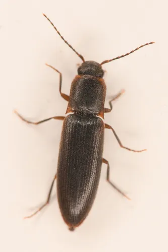 Dalopius spretus