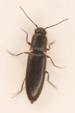Dalopius spretus thumbnail 1