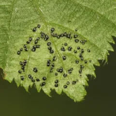 Mamianiella coryli thumbnail 3