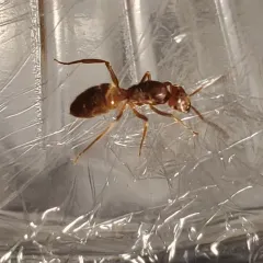 Less Shady Fuzzy Ant thumbnail 3