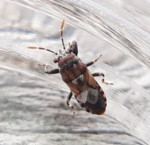 Phlegyas abbreviatus