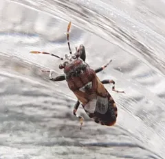 Phlegyas abbreviatus thumbnail 1
