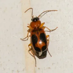 Red-black Spotted Beetle thumbnail 3