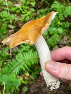 Entoloma majaloides thumbnail 4