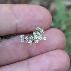 common hedge parsley thumbnail 1