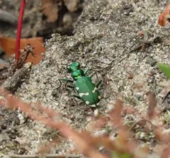 Northern Barrens Tiger Beetle thumbnail 3