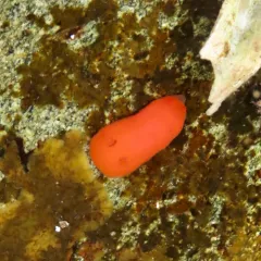 Red Sponge Dorid thumbnail 3